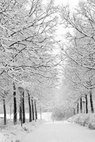 Обои снег, природа, зима, парк, чёрно-белое, аллея, уличный фонарь, snow, nature, winter, park, black and white, alley разрешение 2704x1764 Загрузить