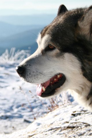 Обои снег, хаски, ошейник, аляскинский маламут, snow, husky, collar, alaskan malamute разрешение 2560x1600 Загрузить