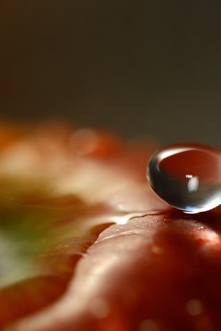 Обои вода, капля, фрукты, яблоко, крупным планом, water, drop, fruit, apple, closeup разрешение 1920x1200 Загрузить