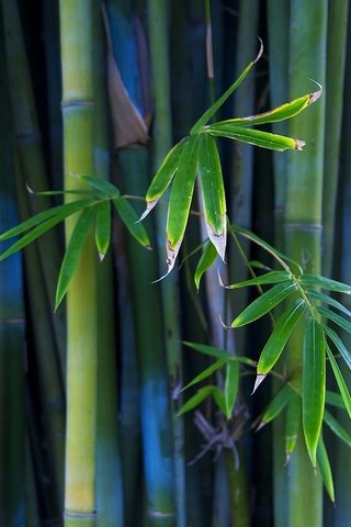 Обои бамбук, стебли, bamboo, stems разрешение 1920x1080 Загрузить