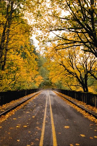Обои дорога, природа, листва, мост, осень, road, nature, foliage, bridge, autumn разрешение 1920x1200 Загрузить