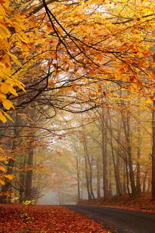 Обои дорога, деревья, природа, лес, листья, туман, листва, осень, road, trees, nature, forest, leaves, fog, foliage, autumn разрешение 1920x1130 Загрузить