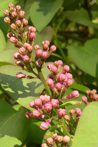 Обои цветение, бутоны, макро, весна, куст, сирень, flowering, buds, macro, spring, bush, lilac разрешение 2560x1600 Загрузить