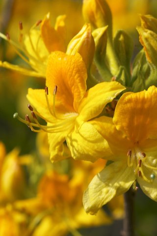 Обои цветы, желтые, рододендрон, flowers, yellow, rhododendron разрешение 2560x1600 Загрузить