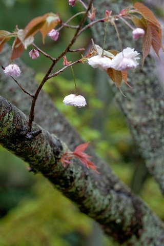 Обои дерево, цветение, ветки, весна, tree, flowering, branches, spring разрешение 2560x1600 Загрузить