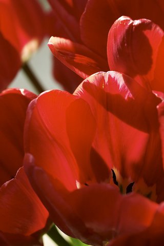 Обои цветы, лепестки, красные, тюльпаны, flowers, petals, red, tulips разрешение 2560x1600 Загрузить