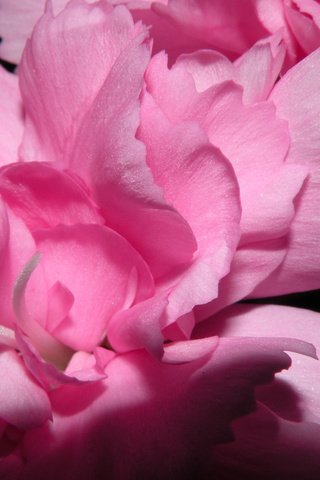 Обои цветы, лепестки, розовые, пионы, flowers, petals, pink, peonies разрешение 2560x1600 Загрузить