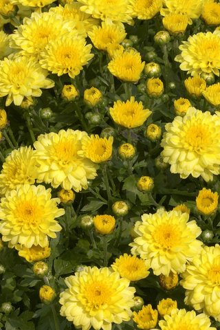 Обои цветы, хризантемы, flowers, chrysanthemum разрешение 2560x1600 Загрузить