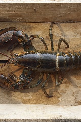 Обои морепродукты, лобстер, рак, seafood, lobster, cancer разрешение 1920x1200 Загрузить