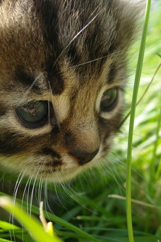 Обои глаза, трава, кошка, взгляд, eyes, grass, cat, look разрешение 2560x1600 Загрузить