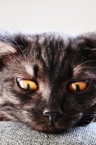 Обои смотрит, котик, желтые глаза, looks, cat, yellow eyes разрешение 3200x2000 Загрузить