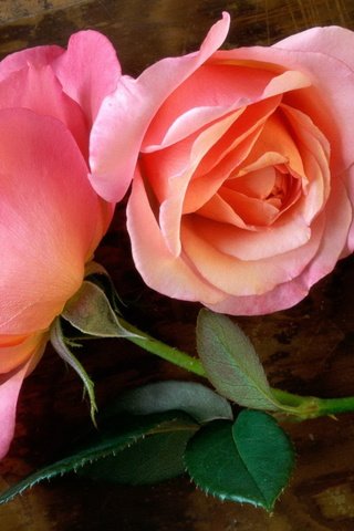 Обои цветы, бутоны, розы, лепестки, розовые, flowers, buds, roses, petals, pink разрешение 1920x1200 Загрузить