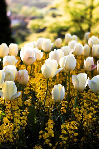 Обои тюльпаны, свет, белые, цветы, желтые, солнце, цвета, сквер, парк, клумба, блики, размытость, весна, tulips, light, white, flowers, yellow, the sun, color, square, park, flowerbed, glare, blur, spring разрешение 1920x1080 Загрузить