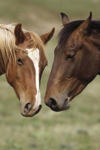 Обои природа, лошади, кони, nature, horse, horses разрешение 1920x1200 Загрузить