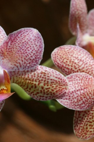 Обои цветы, тропики, орхидеи, flowers, tropics, orchids разрешение 1920x1200 Загрузить