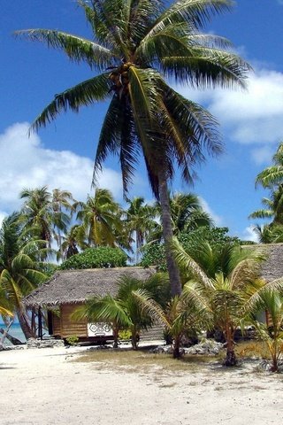 Обои солнце, пляж, пальмы, бунгало, французская полинезия, the sun, beach, palm trees, bungalow, french polynesia разрешение 1920x1080 Загрузить