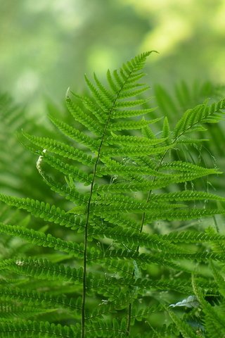 Обои природа, листья, растение, папоротник, nature, leaves, plant, fern разрешение 1920x1200 Загрузить