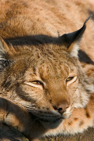 Обои рысь, хищник, дикая кошка, best wallpapers, lynx, predator, wild cat разрешение 1920x1200 Загрузить