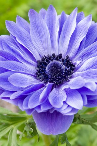 Обои синий, цветок, лепестки, анемона, blue, flower, petals, anemone разрешение 2560x1920 Загрузить