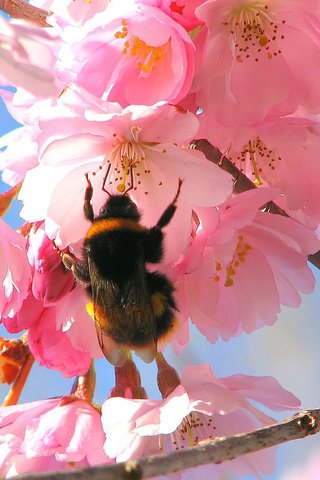 Обои цветение, весна, яблоня, шмель, flowering, spring, apple, bumblebee разрешение 1920x1200 Загрузить