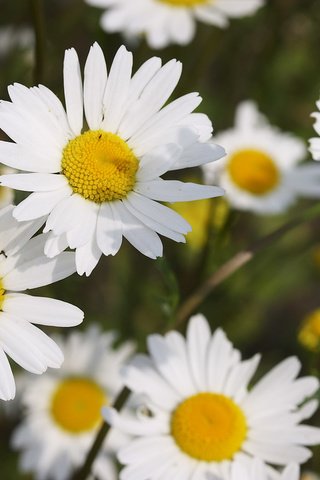 Обои цветы, лепестки, ромашки, белоснежные, flowers, petals, chamomile, white разрешение 2560x1600 Загрузить