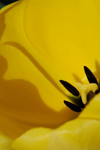 Обои цветок, лепестки, тюльпан, желтые, крупным планом, flower, petals, tulip, yellow, closeup разрешение 3872x2592 Загрузить