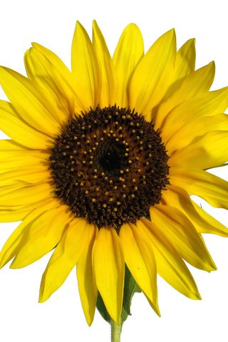 Обои фон, цветок, лепестки, подсолнух, желтые, background, flower, petals, sunflower, yellow разрешение 2560x1920 Загрузить