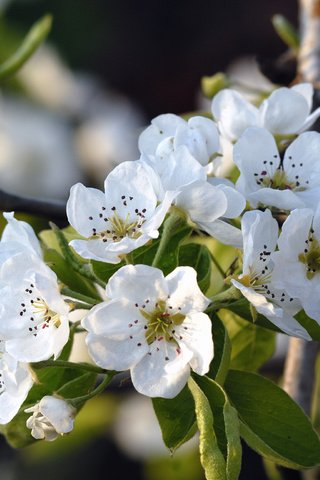 Обои цветение, весна, яблоня, flowering, spring, apple разрешение 3872x2592 Загрузить