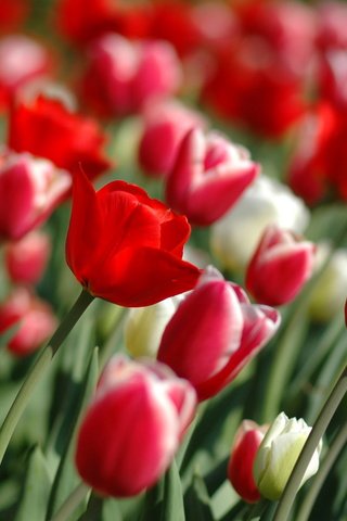 Обои цветы, весна, тюльпаны, flowers, spring, tulips разрешение 2560x1600 Загрузить