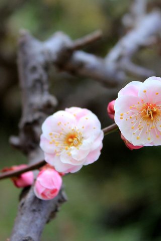 Обои умэ, символ наступающей весны японии, ume, the symbol of the coming spring japan разрешение 1920x1080 Загрузить