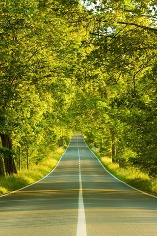 Обои дорога, деревья, весна, road, trees, spring разрешение 1920x1440 Загрузить