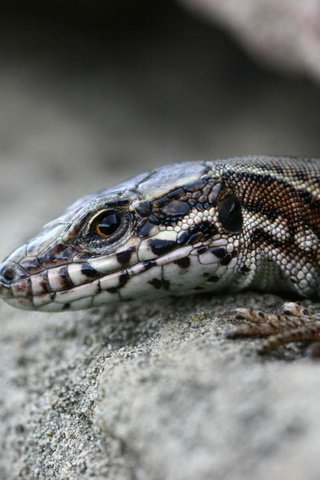 Обои камни, макро, ящерица, рептилия, расщелина, щель, stones, macro, lizard, reptile, cleft, the gap разрешение 1920x1200 Загрузить