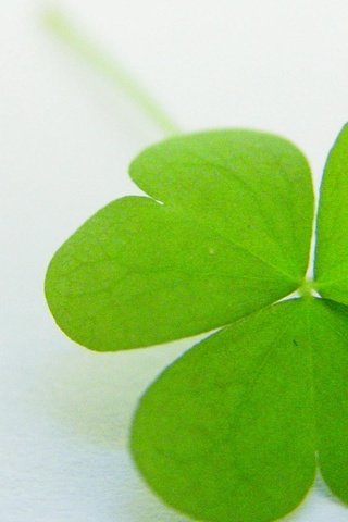 Обои зелень, клевер, форма, лист, greens, clover, form, sheet разрешение 1920x1080 Загрузить