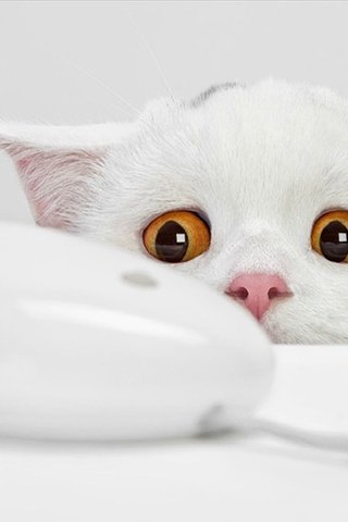 Обои глаза, кот, белая мышка, eyes, cat, white mouse разрешение 1920x1200 Загрузить