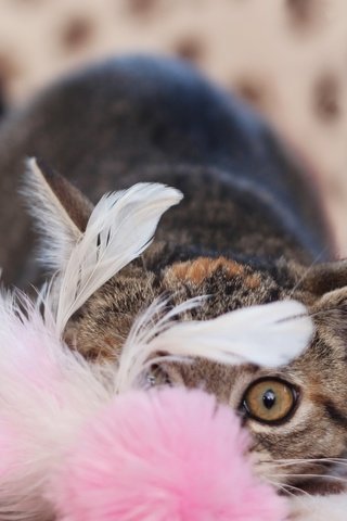 Обои кот, мордочка, кошка, взгляд, перья, cat, muzzle, look, feathers разрешение 1920x1200 Загрузить