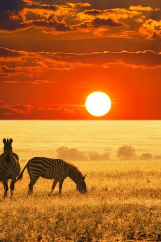 Обои африка, саванна, зебры, природа дикая, africa, savannah, zebra разрешение 1920x1200 Загрузить