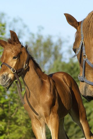 Обои лошадь, horse разрешение 1920x1440 Загрузить