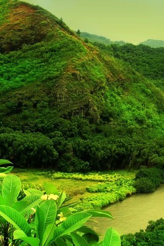 Обои деревья, река, горы, пейзаж, тропики, растительность, trees, river, mountains, landscape, tropics, vegetation разрешение 1920x1200 Загрузить