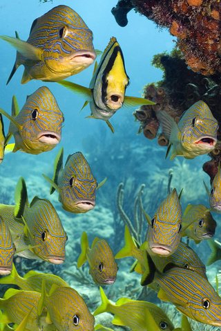 Обои море, рыбки, кораллы, подводный мир, тропические рыбы, sea, fish, corals, underwater world, tropical fish разрешение 1920x1200 Загрузить