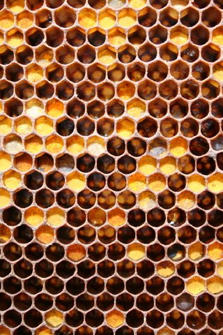 Обои соты, мед, майский мед, cell, honey, may honey разрешение 3456x2304 Загрузить