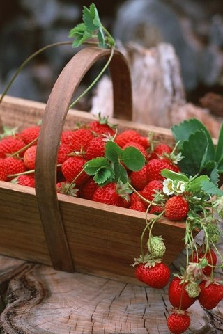 Обои еда, клубника, ягоды, food, strawberry, berries разрешение 2065x1445 Загрузить