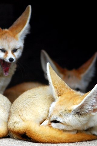 Обои животные, лиса, фенек, animals, fox, fenech разрешение 2619x1458 Загрузить