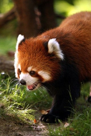 Обои мордочка, панда, лапки, красная панда, малая панда, muzzle, panda, legs, red panda разрешение 1920x1200 Загрузить