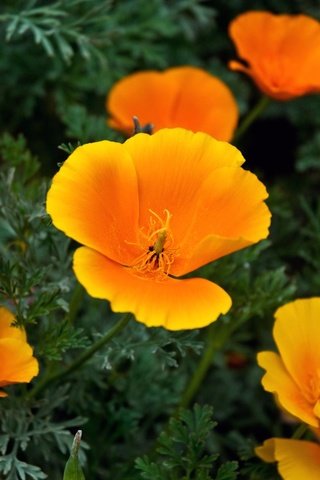 Обои цветы, эшшольция, калифорнийский мак, flowers, escholzia, california poppy разрешение 2048x1280 Загрузить