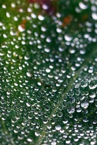 Обои зелёный, макро, роса, капли, лист, green, macro, rosa, drops, sheet разрешение 2048x1280 Загрузить