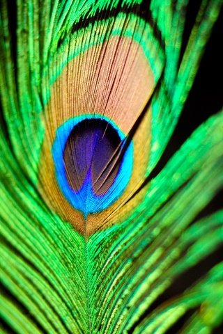 Обои черный фон, перо, перышко, перо павлина, black background, pen, a feather, peacock feather разрешение 2048x1280 Загрузить