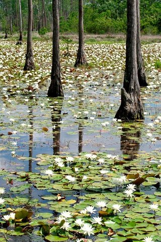 Обои цветы, деревья, лес, кувшинки, водяная лилия, паводок, flowers, trees, forest, water lilies, water lily разрешение 2048x1279 Загрузить