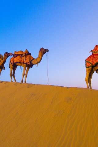 Обои пустыня, караван, верблюды, desert, caravan, camels разрешение 1920x1080 Загрузить