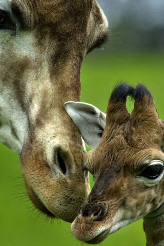 Обои любовь, нежность, мама, забота, малыш, жираф, love, tenderness, mom, care, baby, giraffe разрешение 1920x1080 Загрузить