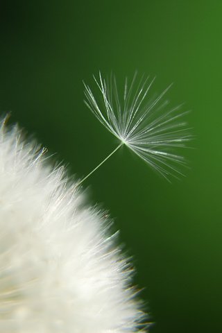 Обои цветок, одуванчик, пух, пушинки, былинки, flower, dandelion, fluff, fuzzes, blade разрешение 1920x1200 Загрузить